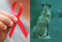 Campanhas chamam a atenção para a prevenção contra a AIDS e o abandono de animais