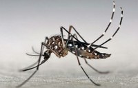 Mobilização no combate ao Aedes Aegypti em Domingos Martins